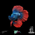 Betta (Siamese Fighting Fish)
