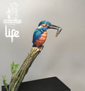 The Kingfisher