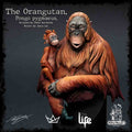 The Orangutan