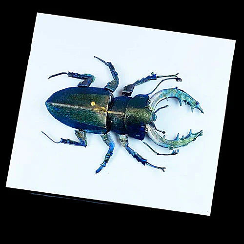 Scarab TurboShift Acrylic Paint 22ml Bottle