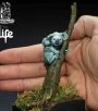 The Koala
