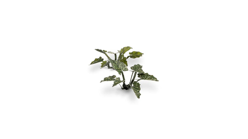 Gamers Grass Static Tuft Laser Plants - Lords-and-Ladies