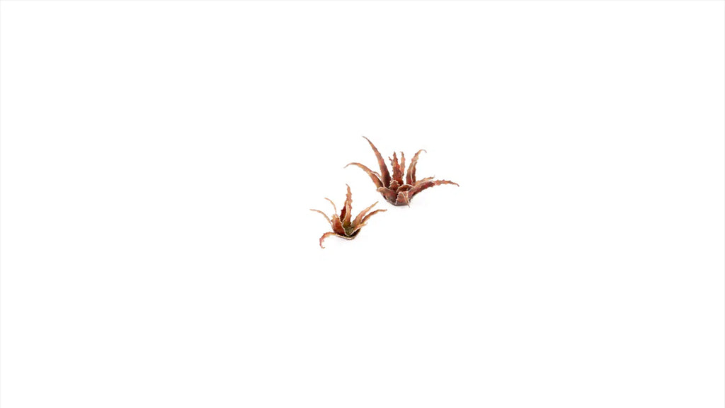 Gamers Grass Static Tuft Laser Plants - Red Aloe